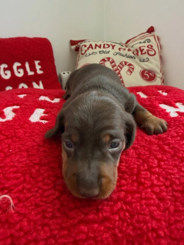 Charlie