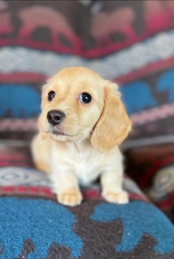 Daisy
